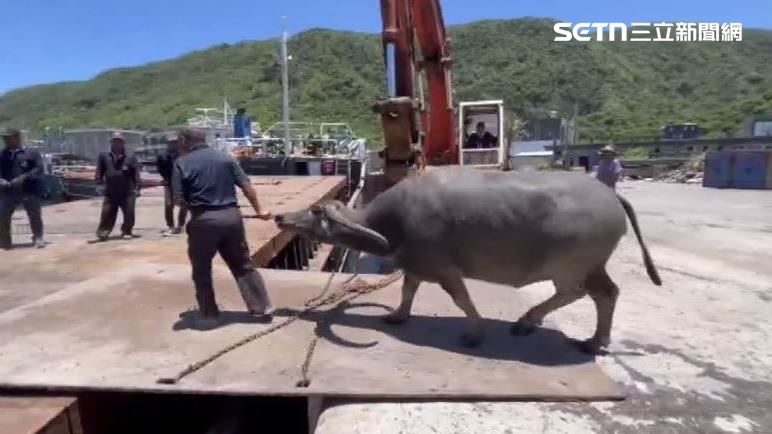 老牛抵達台東富岡漁港後,再由包車的卡車接送