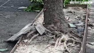 白海豚發威！宜蘭強風磁磚砸、樹倒