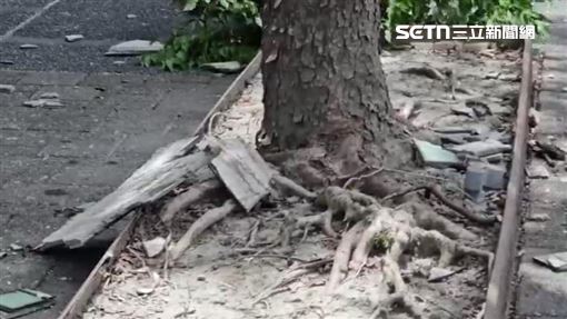 白海豚發威！宜蘭強風磁磚砸、樹倒