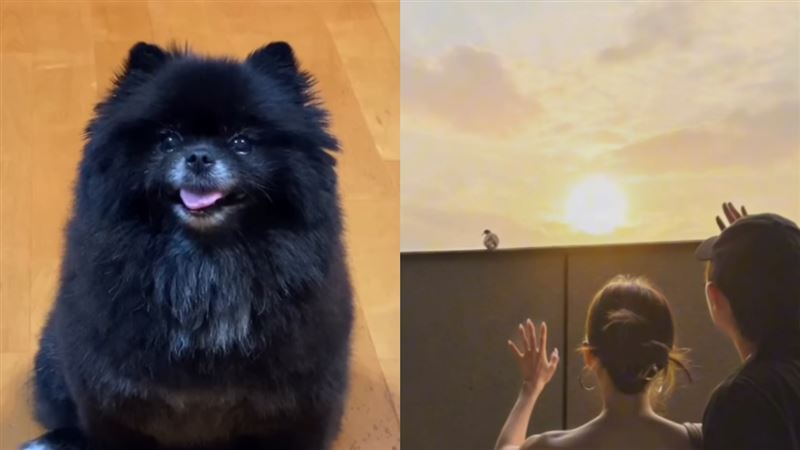 12歲愛犬離世!敖犬曝頭七神奇現象