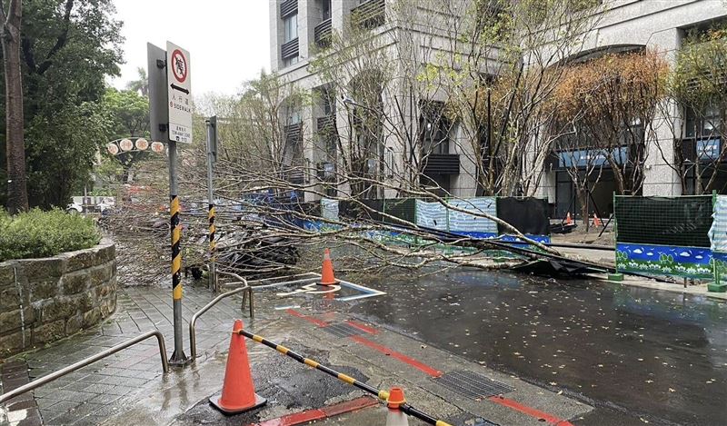 台北市中山區民生東路二段再傳路樹倒塌,整棵大樹橫躺地面。(圖/翻攝畫面)