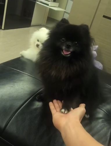 敖犬的愛犬「敖妹」過世了。(圖/取自敖犬IG)