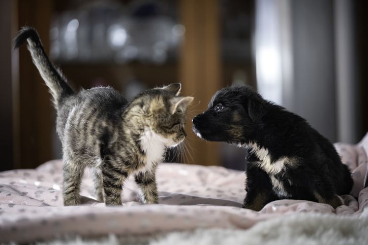 法國皇家呼籲飼主把握幼齡貓犬的黃金成長期,以精準營養與正確日常照護為毛孩奠定健康基礎。(圖/品牌業者提供)