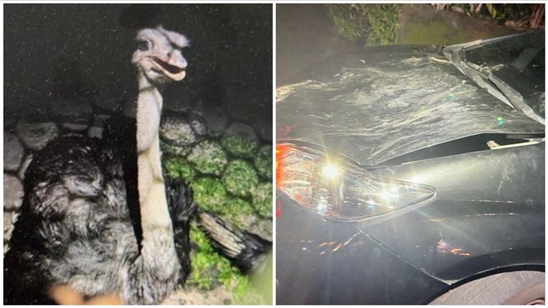 桃園農場鴕鳥「逃家」撞凹車 飼主慘了