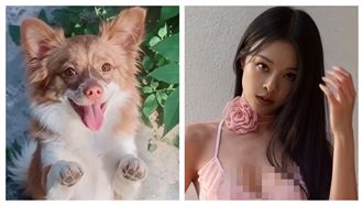 為狗發聲挨轟蹭熱度　鋼琴女神霸氣反擊