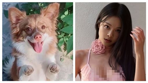 為狗發聲挨轟蹭熱度　鋼琴女神霸氣反擊