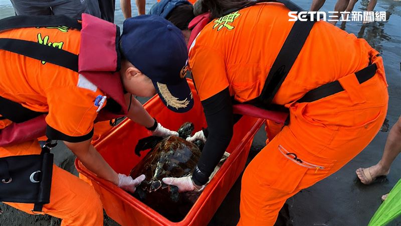 海巡人員獲報到場，將遭漁網纏繞的3隻海龜小心翼翼的剪除協助脫困。（圖／翻攝畫面）