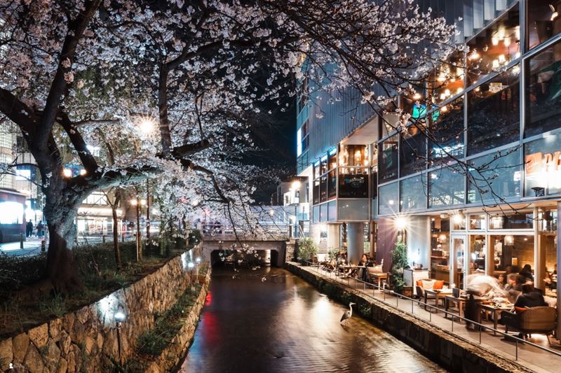 深夜沿著高瀨川漫步,燈光點亮沿岸櫻花與古老水道,感受古都夜晚特有的浪漫步調