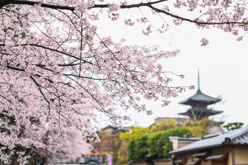 盛開的花枝與遠處的八坂之塔相映,雨後空氣顯得特別清亮
