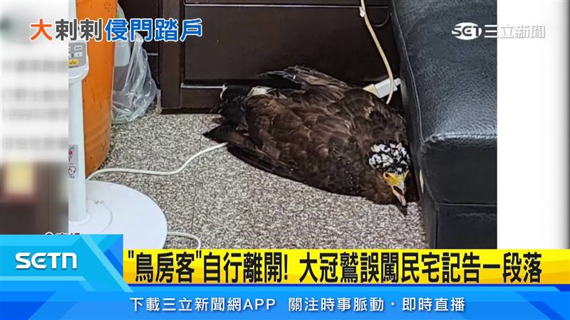 大冠鷲最後自行離開