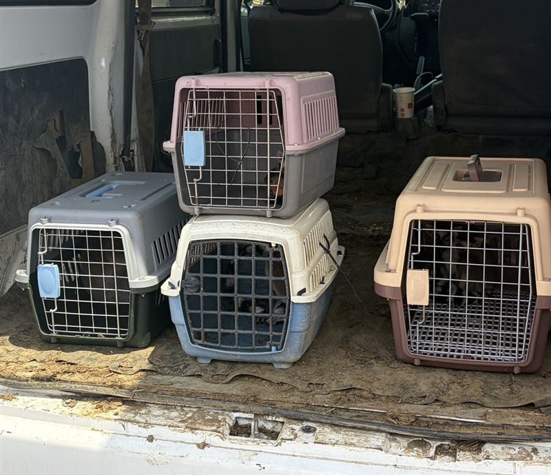 狐猴分別被關置於外出運輸籠內,放置於賣家廂型車中,疑似準備進行交易。(圖/翻攝畫面)