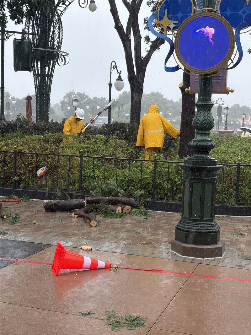 上海迪士尼員工冒雨處理被颱風吹倒的路樹。(圖/翻攝微博)