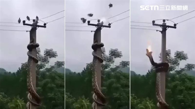 沒想到巨蟒攻擊前夕意外觸碰高壓電線,「獵人瞬間變獵物」,遭到高壓電擊連續重創當場死亡。(圖/翻攝X)