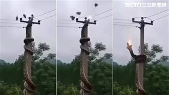 驚悚！7米巨蟒爬電桿獵食　3鴿目睹牠慘死