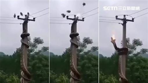 驚悚！7米巨蟒爬電桿獵食　3鴿目睹牠慘死