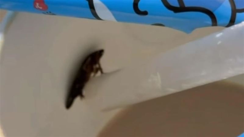 民眾指珍奶喝到大蟑螂　基隆稽查結果曝