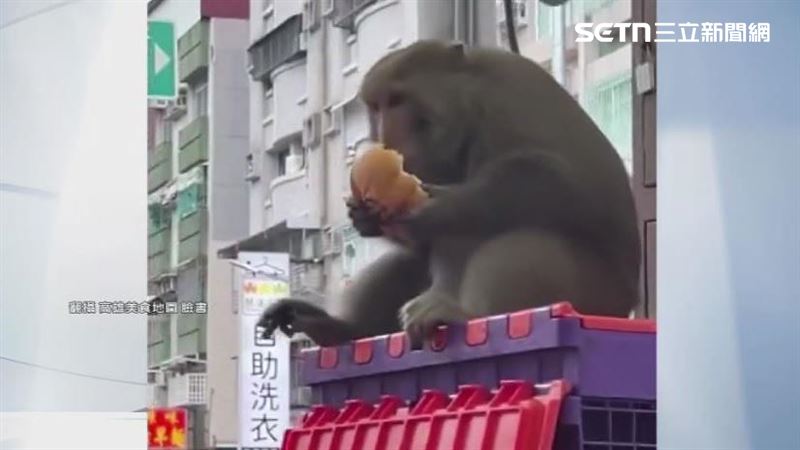 獼猴大軍鼓山現蹤奔超商 直擊民眾急讓路