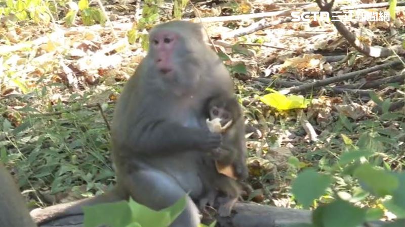 餵食台灣獼猴依現行法令最高能罰1萬元