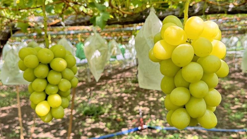 他偷200串麝香葡萄冷吐1原因!網怒喊鞭打
