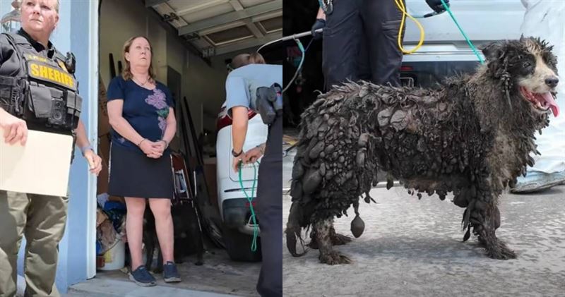 美國佛羅里達州驚傳嚴重虐待動物案件,62歲女子Paige O'Donnell遭到逮捕。 (圖/翻攝「Martin County Sheriff's Office」臉書)