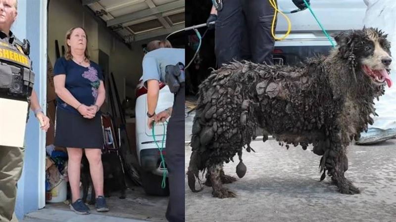 滿屋糞尿！邊境牧羊犬變黑結塊　警出手了