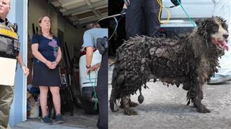 滿屋糞尿！邊境牧羊犬變黑結塊　警出手了