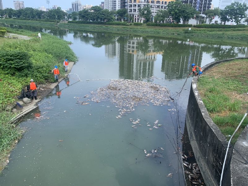 高雄後勁溪及右昌排水出現死魚群，水利局表示，獲報後已連夜進場清理；截至12日上午，右昌排水出水口魚屍已全數清除；後勁溪部分魚屍因卡於河岸草叢，目前在右昌橋附近設攔污索集中魚屍，由工班打撈清運。（高雄市水利局提供）