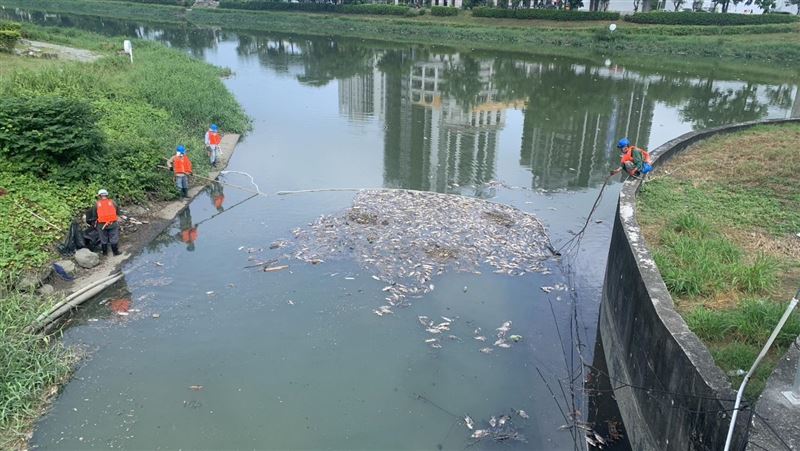 高雄後勁溪飄死魚　水利局初判原因曝