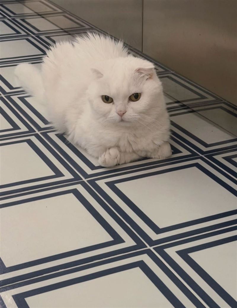 孔劉飼養2隻貓,近日過世的白色蘇格蘭摺耳貓,是他最知名、陪伴多年的大貓。(圖/翻攝自孔劉IG)