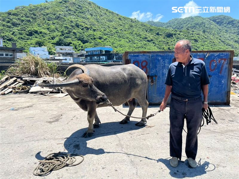 台東綠島1名83歲阿伯日前將相伴多年的20年老牛賣給志工，護送至雲林水牛安養中心終老。沒想到此舉竟引發酸民無情撻伐，讓阿伯無端遭網暴。（圖／林家良授權提供，未經同意請勿轉載）