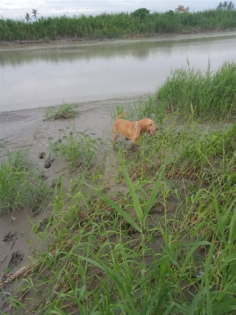 足跡追蹤犬「巴薩」10日夜晚訓練時遭雨傘節咬傷,搶救不治。(圖/翻攝自臉書《Kala-K9搜救犬卡拉》)
