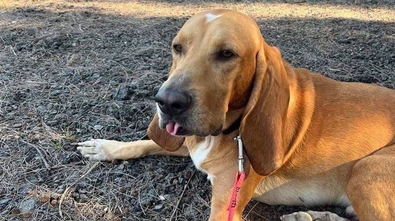曾搜救林葉亭父「追蹤犬」巴薩遭蛇咬亡