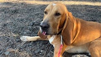 曾搜救林葉亭父「追蹤犬」巴薩遭蛇咬亡
