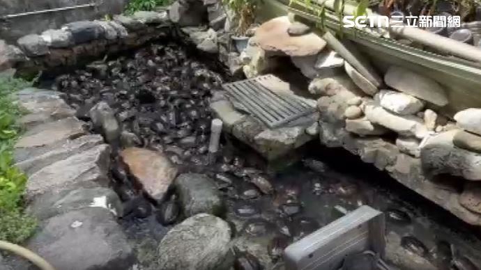 6百隻保育類烏龜無處可養