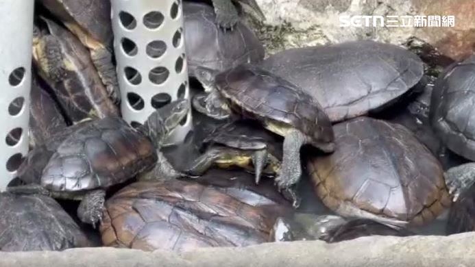 6百隻保育類龜無處去 飼主：恐互相打架亡