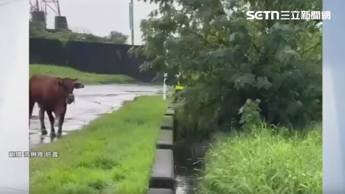 小牛掉進排水溝，牛媽媽路邊狂叫。（圖／翻攝自黃俐雅臉書）