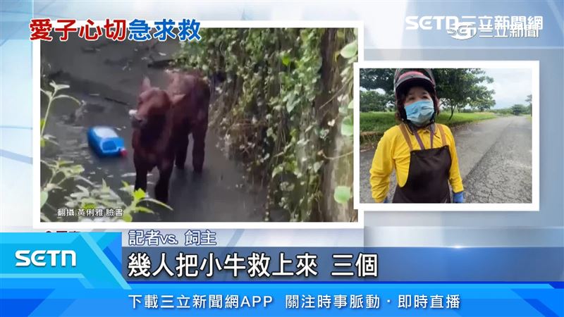 三人齊力將小牛救上來
