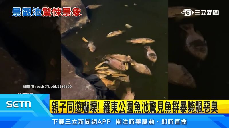 民眾拍下魚群暴斃現象。(圖/翻攝自Threads @bbbb1123966)