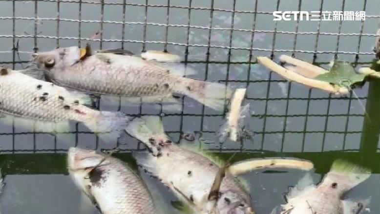 公園魚群高溫致死　公所：編預算裝過濾機