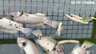 公園魚群高溫致死　公所：編預算裝過濾機