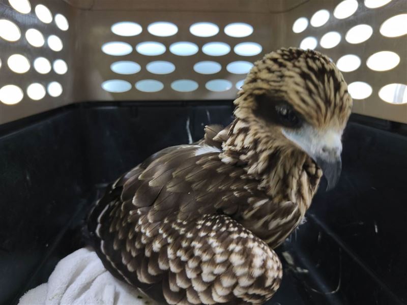 黑鳶「藍K4」在經過檢查後,目前已完成野放。(圖/新北動保處提供)