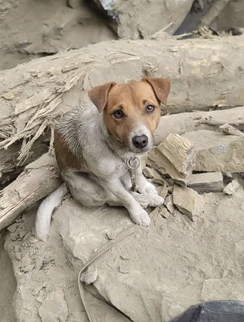 搜救犬Wilson墜樓亡爆「遭虐死」？ 花蓮消防局長親上火線澄清。（圖／翻攝自Threads）