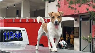 搜救犬被爆遭虐死　花蓮議長要求專案報告