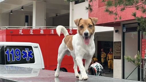 搜救犬被爆遭虐死　花蓮議長要求專案報告