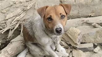 搜救犬Wilson墜樓死？她加碼爆：沒人敢說