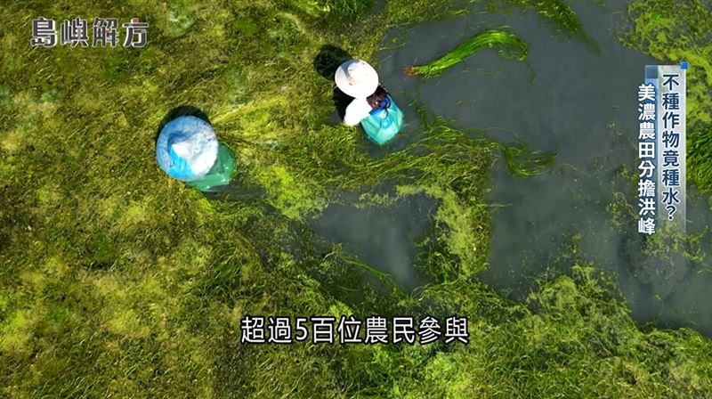 美濃利用既有農地發展出一期種稻、二期種水、三期種蘿蔔的三作模式