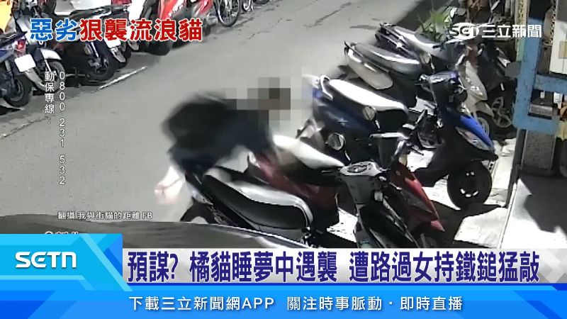 橘貓睡夢中遇襲！遭路過女持鐵鎚猛敲