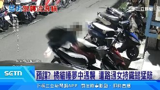 橘貓睡夢中遇襲！遭路過女持鐵鎚猛敲