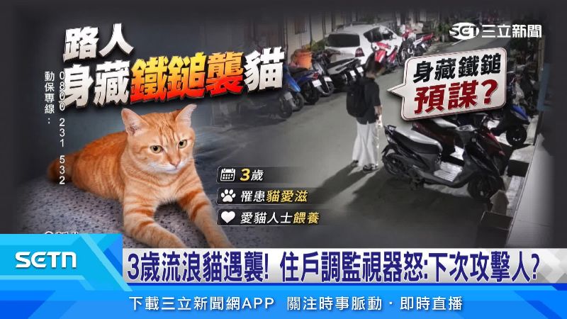 遭攻擊的小貓今年才3歲