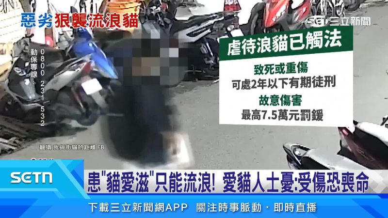 女子已經觸法。(圖/翻攝自我與街貓的距離臉書)